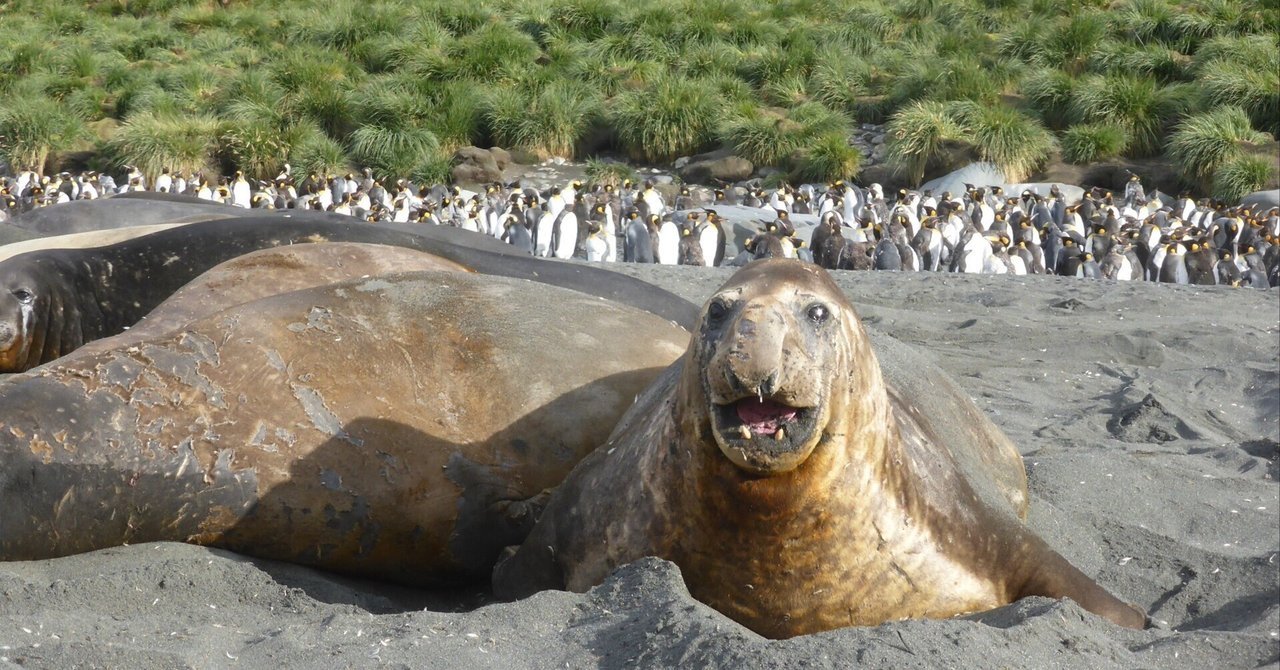 59日目 ミナミゾウアザラシ｜天気職人