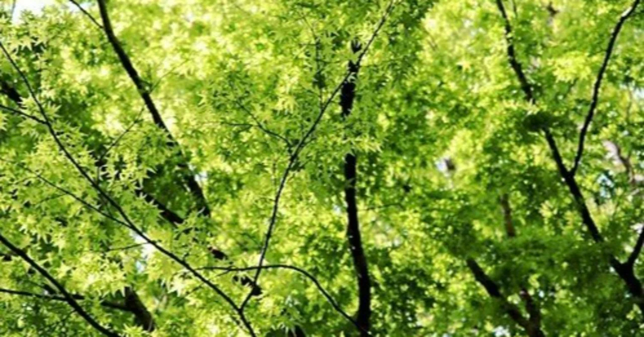 What are the effective 'slim bacteria' for Japanese people? Gut ...