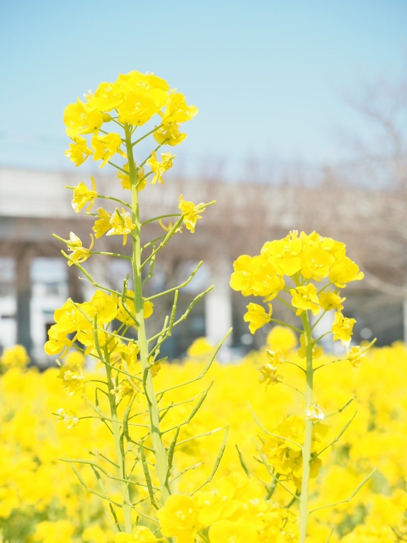 菜の花