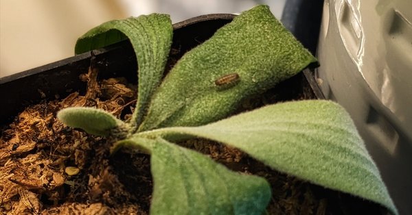 Loma　ビカクシダ 2点まとめ P.'Little kitty' （Mt. Lewis thin & dwarf）🌿 マウントルイス
