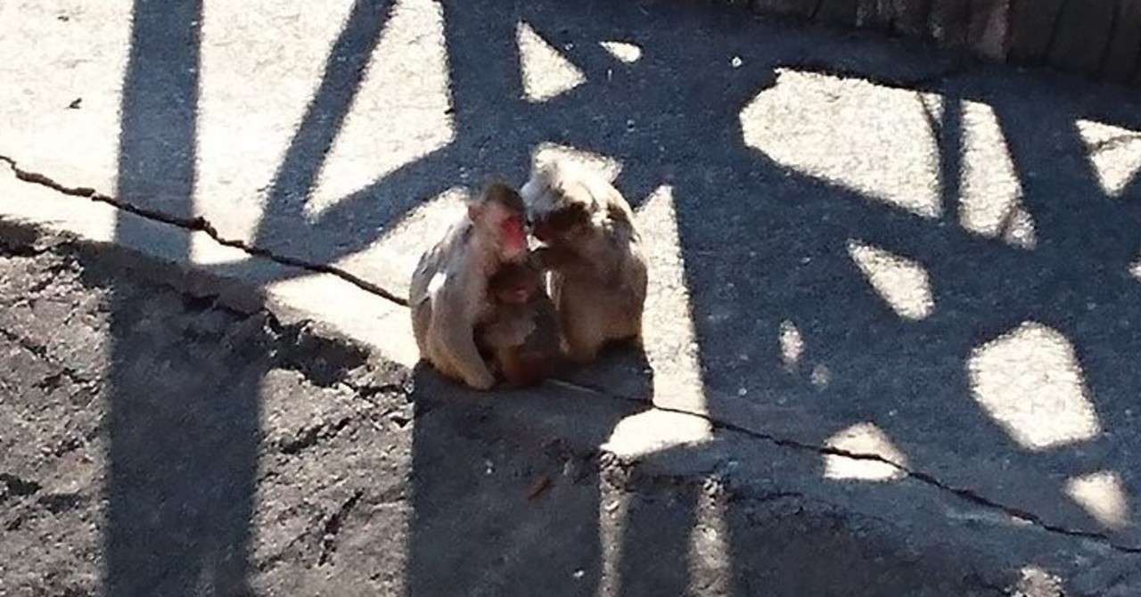 イメージ論 2人兄弟の末っ子 稲本稲三 Note