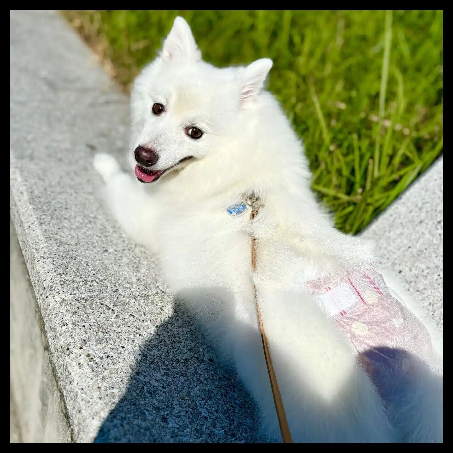 ポピー