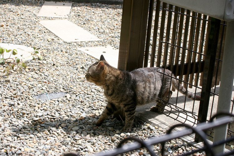 Straycat 143 #ねこ #ネコ #猫 #Cat #大脱走 #The_Great_Escape