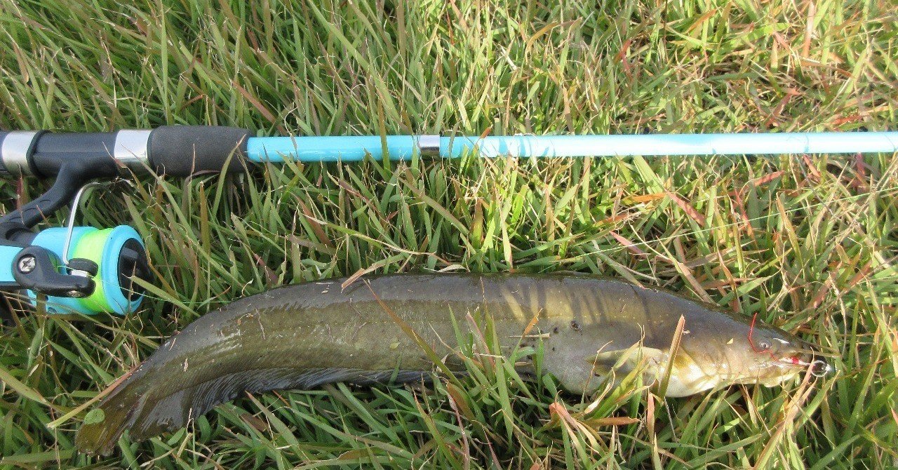 ナマズは どのように捕食するだろうか おいかわ３ Note