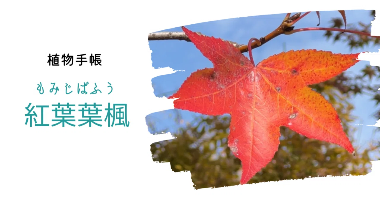 植物手帳】紅葉葉楓 モミジバフウ｜植物手帳