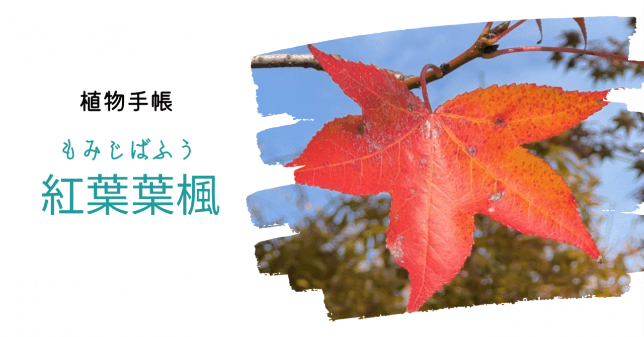 ⑩ぱぶろふ「紅葉」他の方購入不可 数年前に紅葉を購入しました。紅葉の種類が知りたくてご存｜園芸