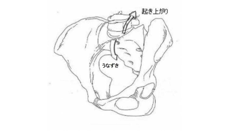 エネルギー伝達の機能を持つ骨盤に影響を与える仙腸関節とは マコト Note エネルギー伝達の機能を持つ骨盤に影響を与える仙腸関節とは マコト Note