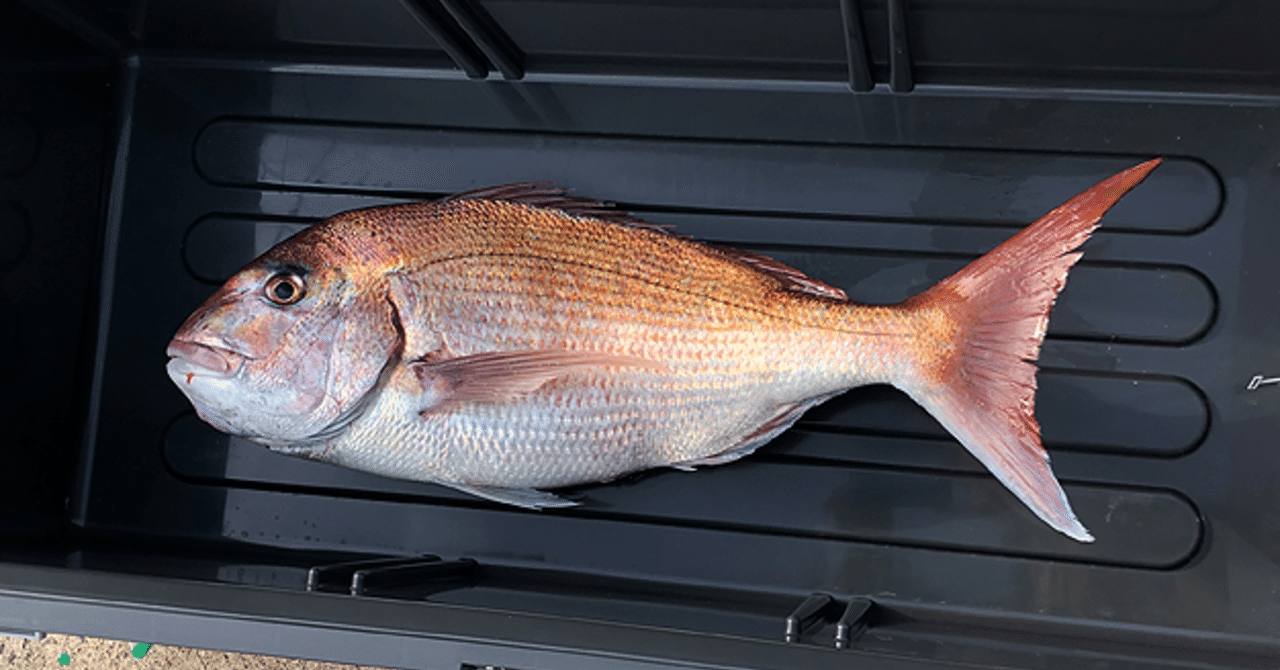 道南で真鯛 フィッシングスクエア営業日誌 ユースケ Note 道南で真鯛 フィッシングスクエア営業日誌 ユースケ Note