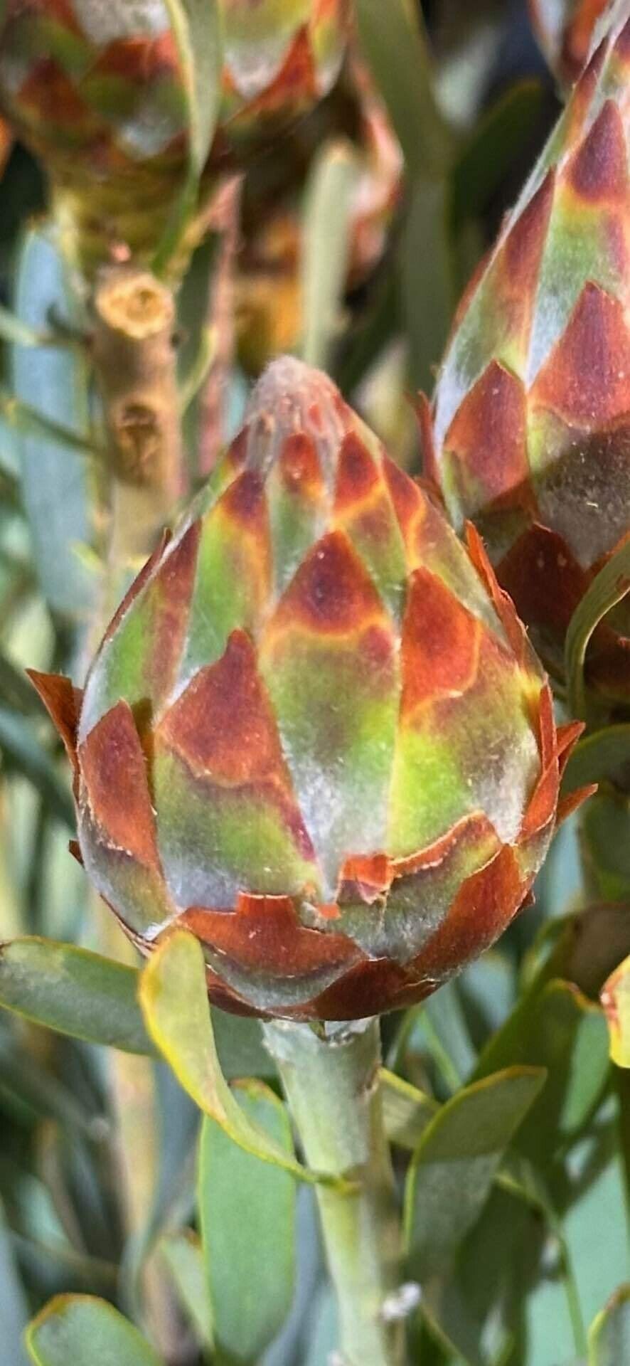 リューカデンドロン プルモサム 開花前の蕾の幾何学的な美の世界