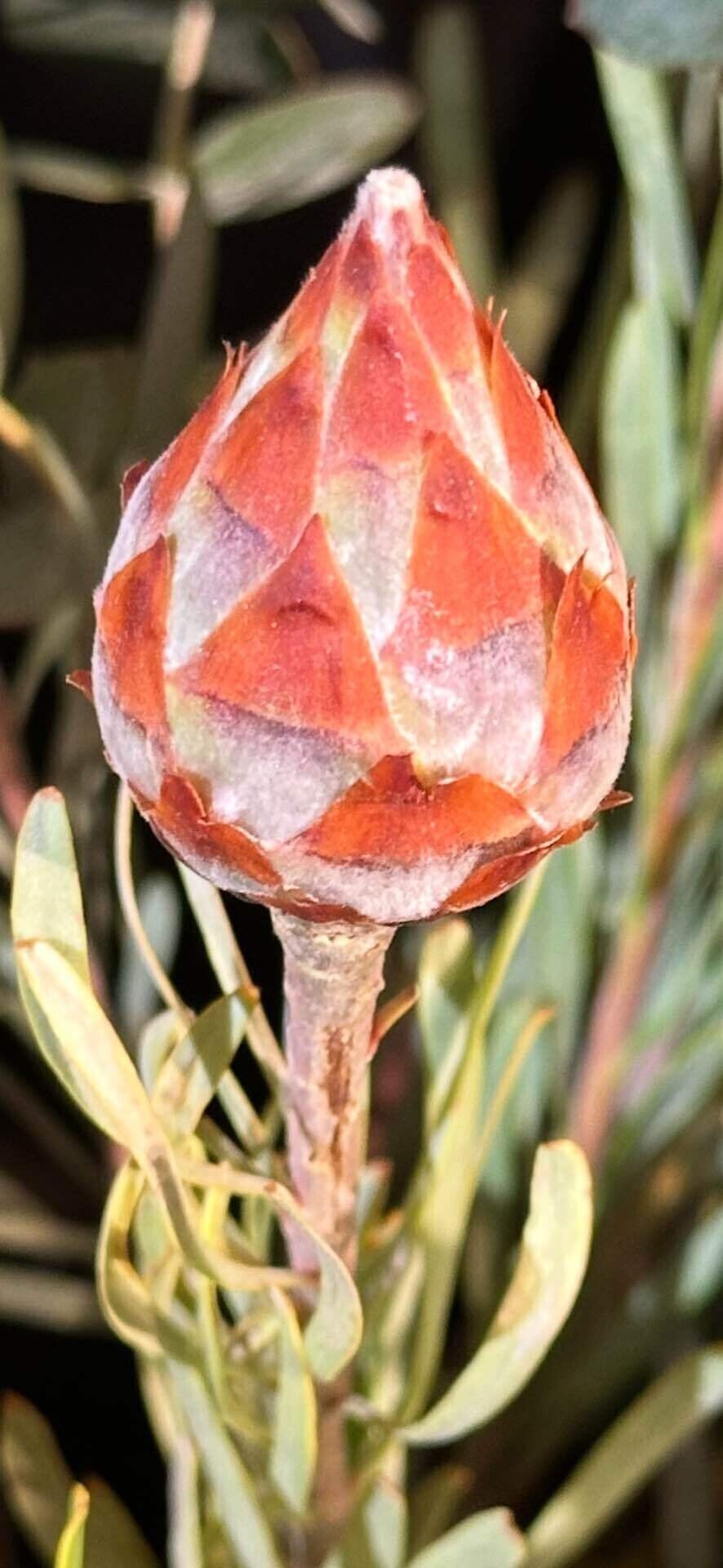 リューカデンドロン プルモサム 開花前の蕾の幾何学的な美の世界