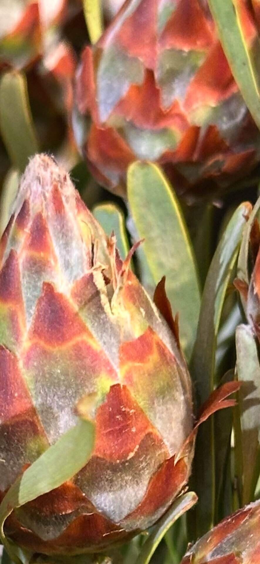 リューカデンドロン プルモサム 開花前の蕾の幾何学的な美の世界