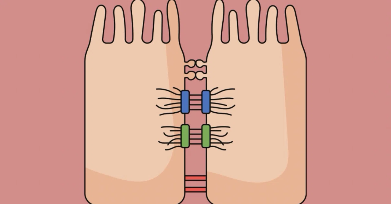 ビタミンDは活動性潰瘍性大腸炎におけるタイトジャンクションタンパク質の発現を調節します