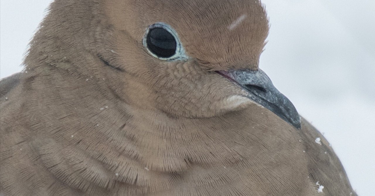 PIGEON&PEACE / はと森ハト PIGEON&PEACE / はと森ハト Pigeon Auction - V-150 中野400近親
