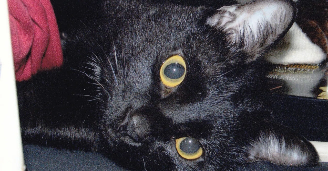 幸運を呼ぶ黒猫くうちゃん／私の人生の導き手｜ku-ta