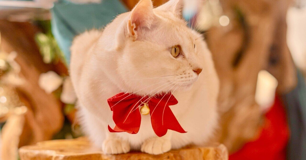 保護猫のSNSマーケター兼コンテンツクリエイター ｜保護猫サロンCAT LIVING代表