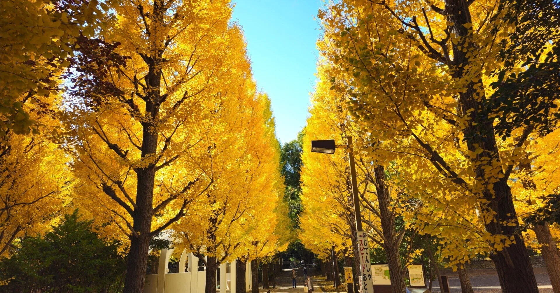 神宮外苑前のいちょう並木を避けて！クロスバイクで巡る東京の隠れ紅葉