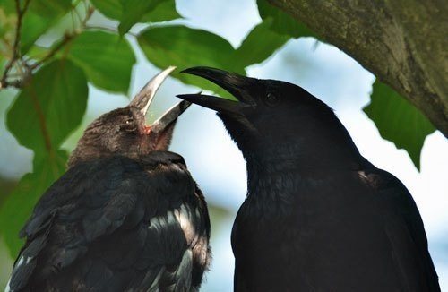 第669回 野鳥のクチバシの役割 前編 翆野 大地 Note 第669回 野鳥のクチバシの役割 前編 翆野 大地 Note