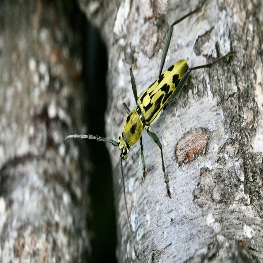 天牛名義考 序 (かみきりむしのなまえについて はじめに)｜かみきりむし