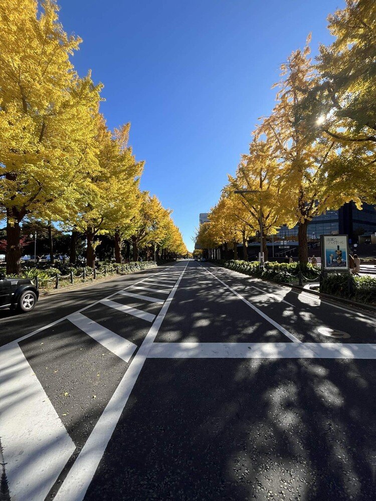 山下公園のイチョウがキレイに黄色く染まる中…