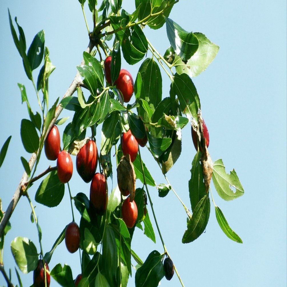 シロイ月です。リンゴナツメ 5年生苗 シロイ月です。リンゴナツメ 5年生苗