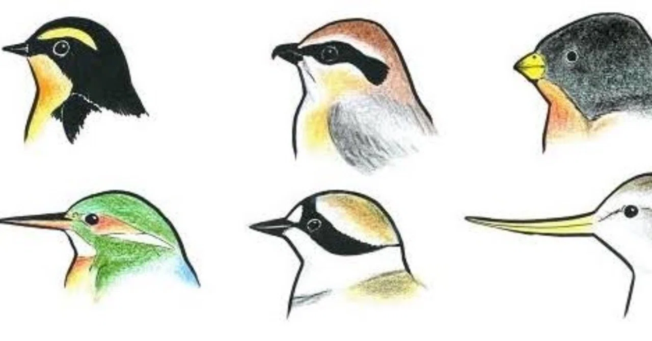 第670回 野鳥のクチバシの役割(後編)｜翆野 大地