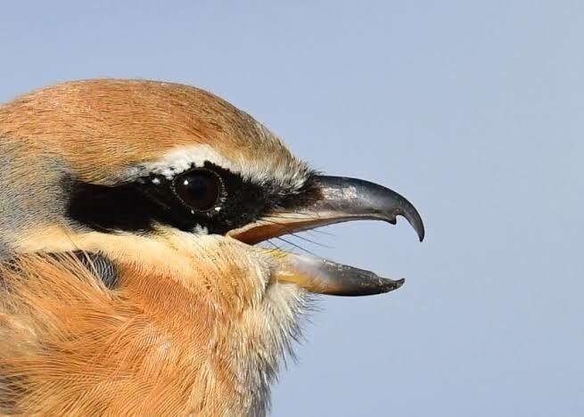 第669回 野鳥のクチバシの役割 前編 翆野 大地 Note 第669回 野鳥のクチバシの役割 前編 翆野 大地 Note