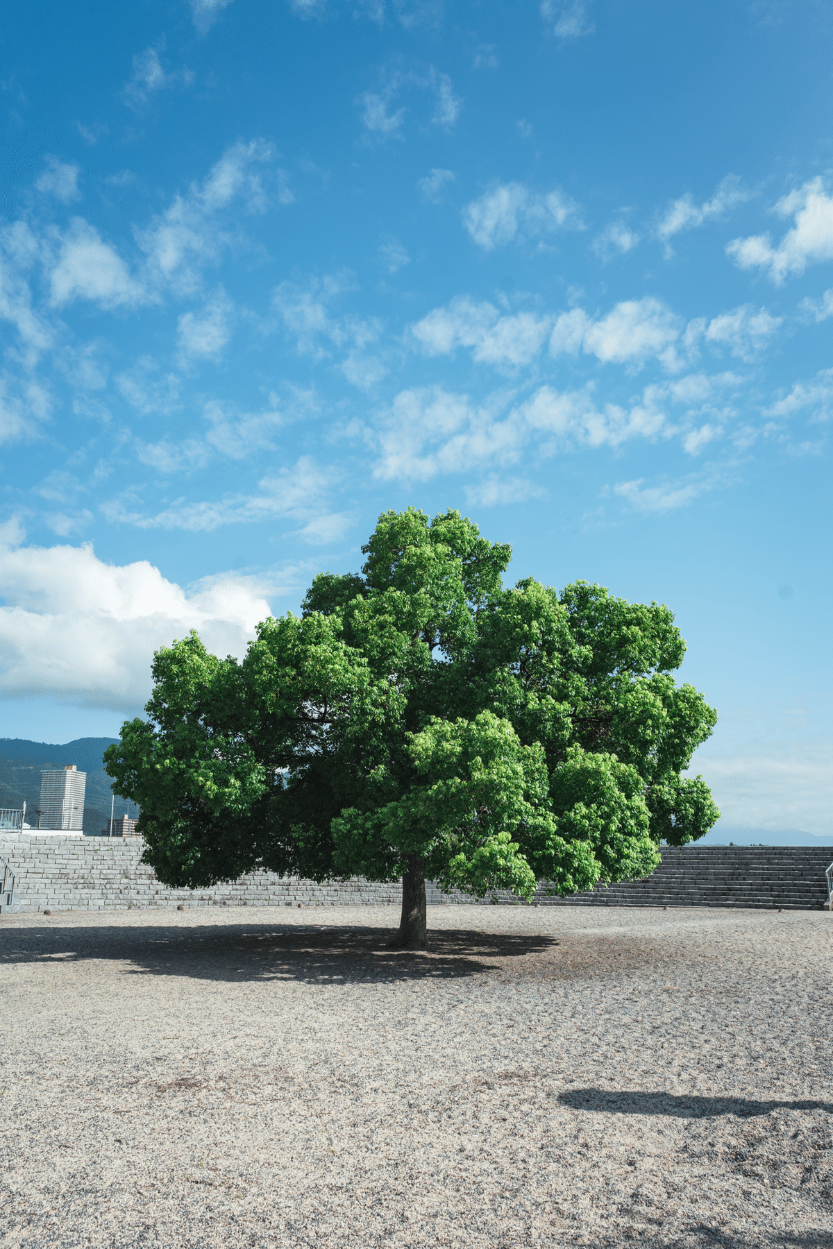 今こそ推したい古参レンズ「FE28mm F2」。|don 今こそ推したい古参レンズ「FE28mm F2」。|don