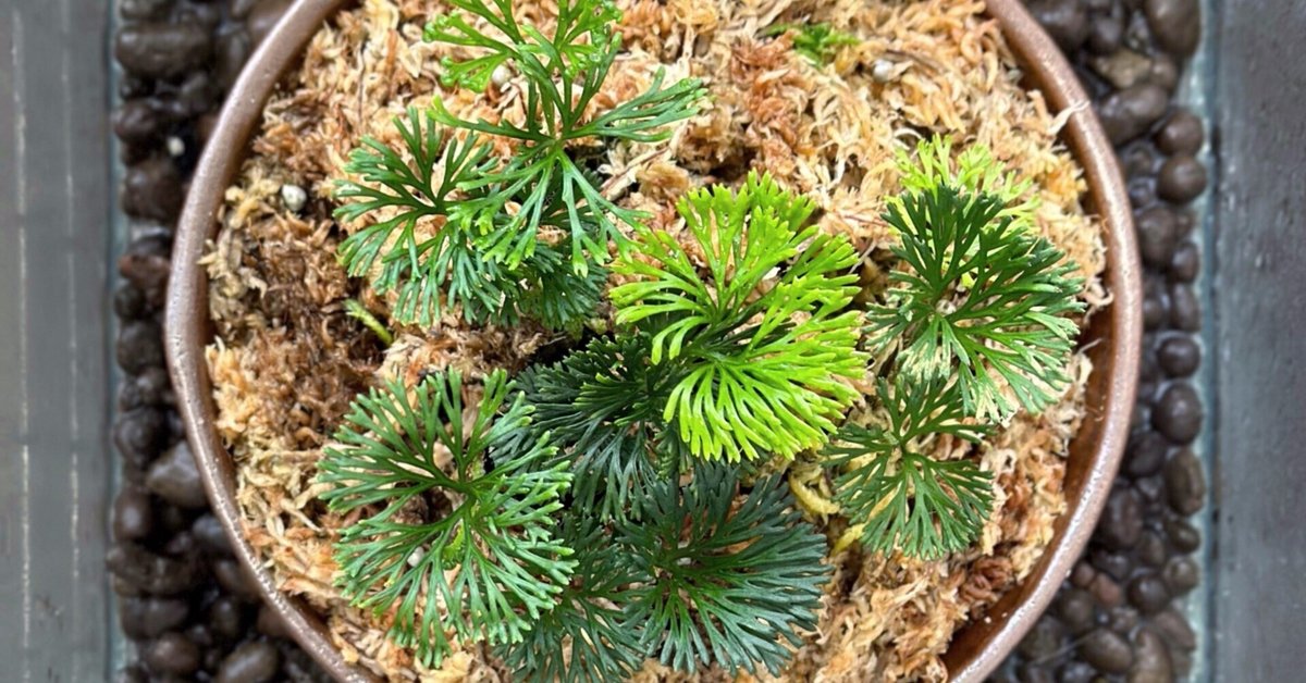シダの記録 #3 Elaphoglossum peltatum｜暇人