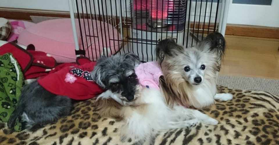 無駄吠え偏 犬のしつけ あきたつ Note