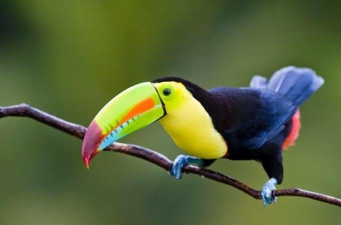 第671回 野鳥のクチバシの役割 番外編 翆野 大地 Note 第671回 野鳥のクチバシの役割 番外編 翆野 大地 Note