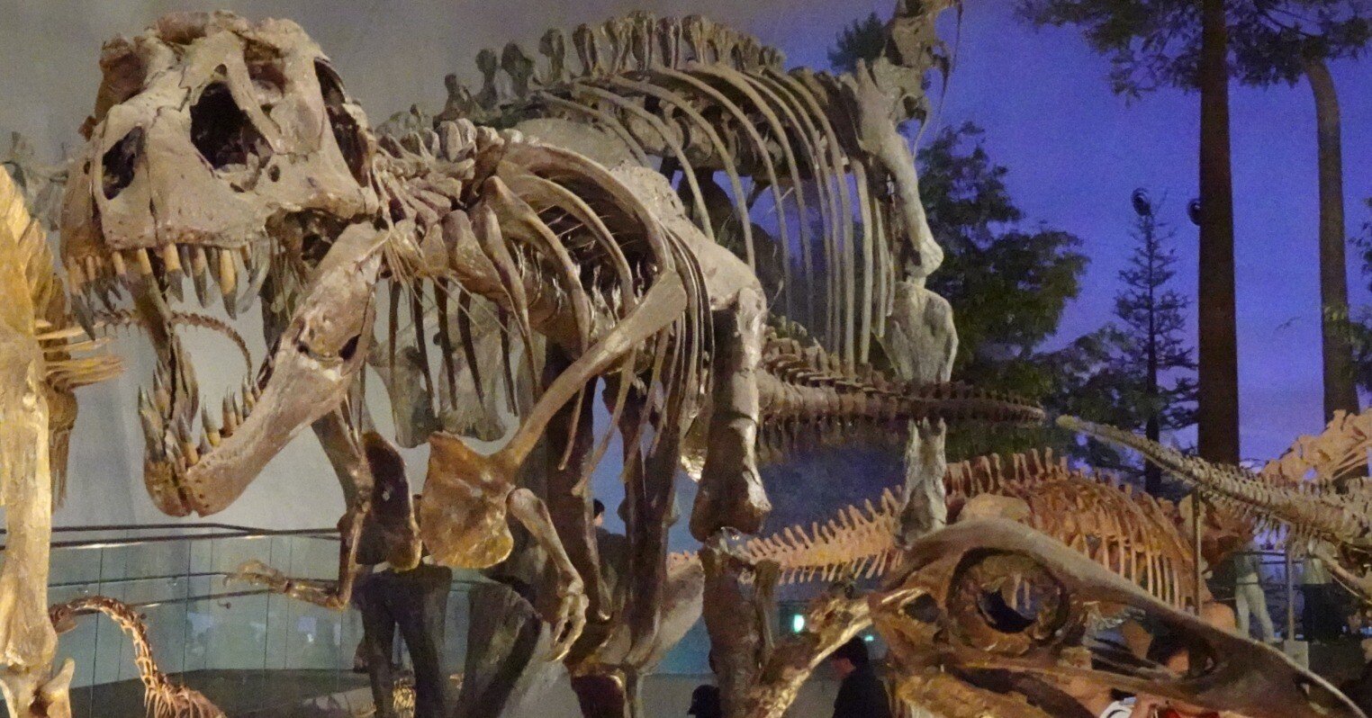 恐竜を知りたい方向け】ティラノサウルスの基礎知識 ＆ 有名な