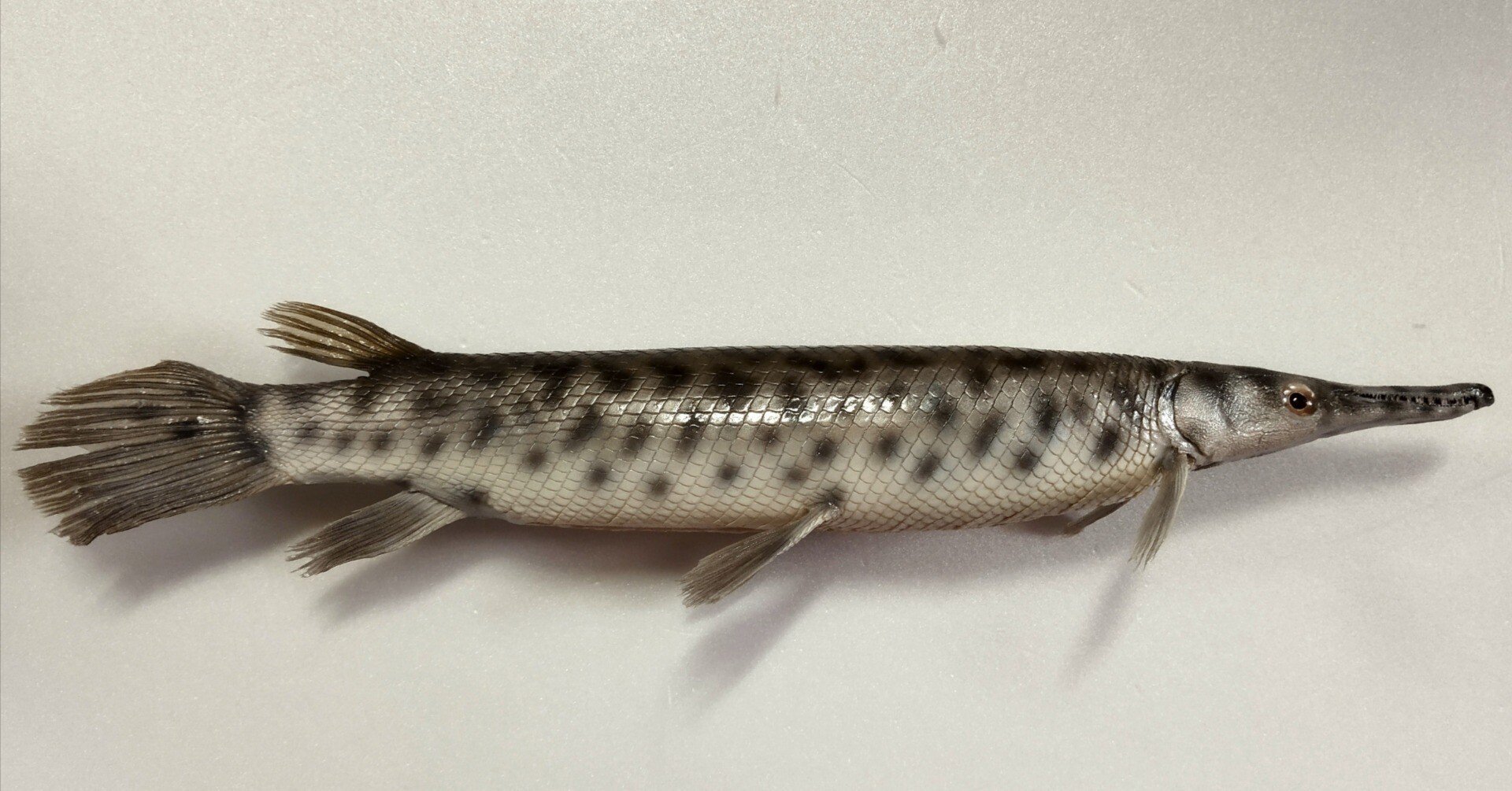 魚剥製天然2種セット 魚剥製天然2種セット 魚剥製天然2種セット 【公式通販】