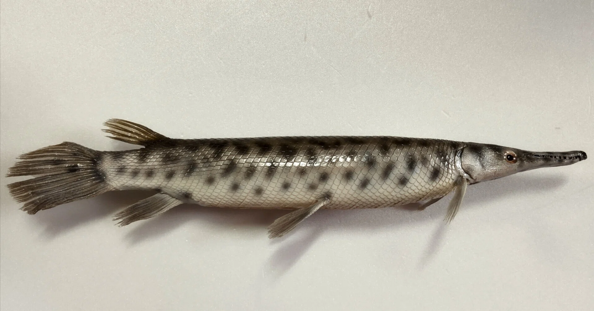 スポッテッドガーの剥製を作ってみた｜魚道部！/ 剥製師 力石眞弘