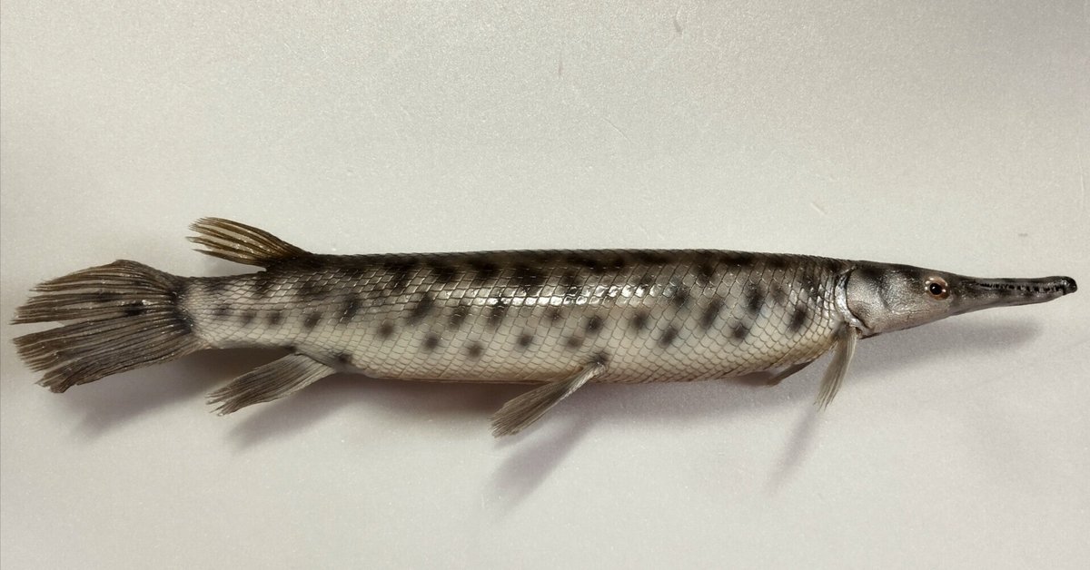 スポッテッドガーの剥製を作ってみた｜魚道部！/ 剥製師 力石眞