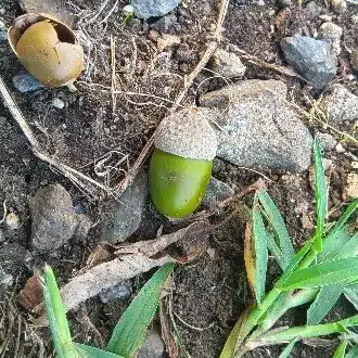 こくぞう