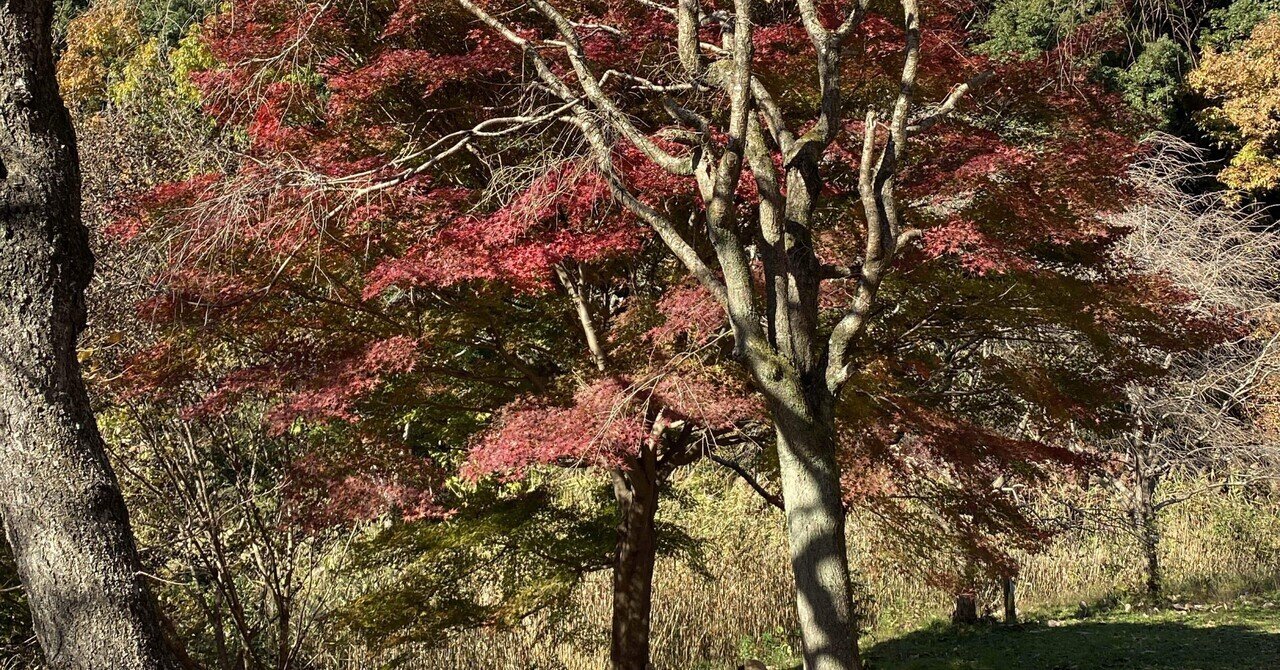 四季の森公園でリフレッシュ｜癒しの波動ヒーリングK