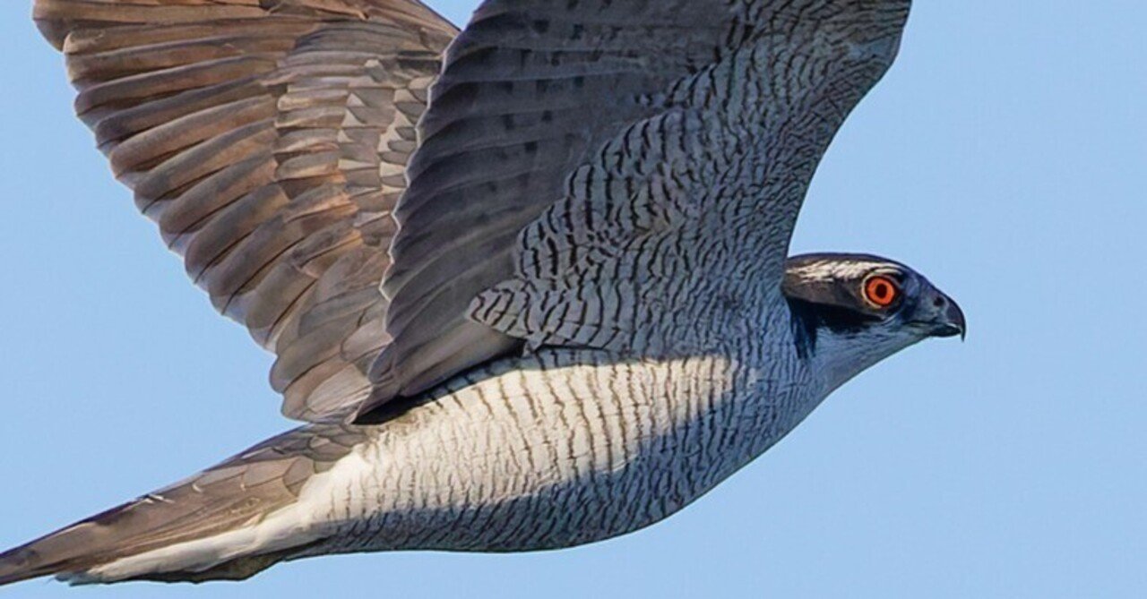 池の上にオオタカ現る｜神戸の野鳥note@きたの みつよし