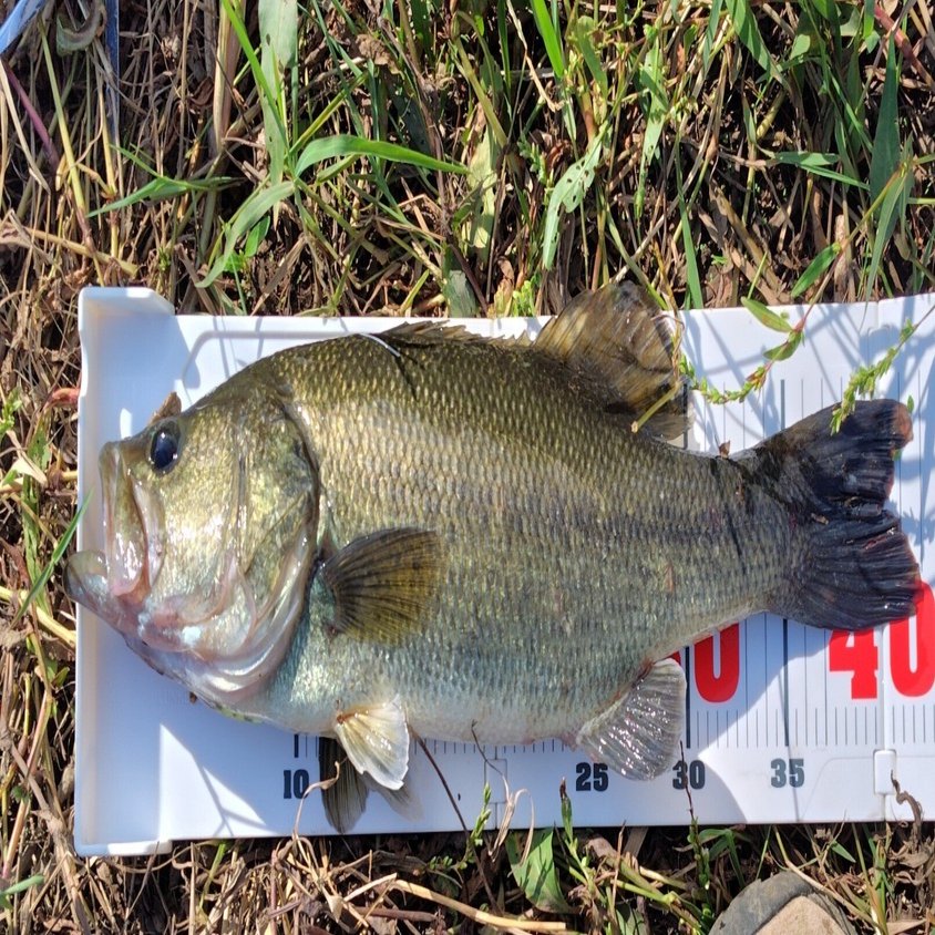 WSC611MH-5】パックロッドレビュー【1年半使用】｜ヨシムネ