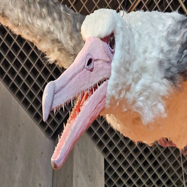 The Lost Universe 古代の巨大水鳥②超巨大海鳥｜美原さつき