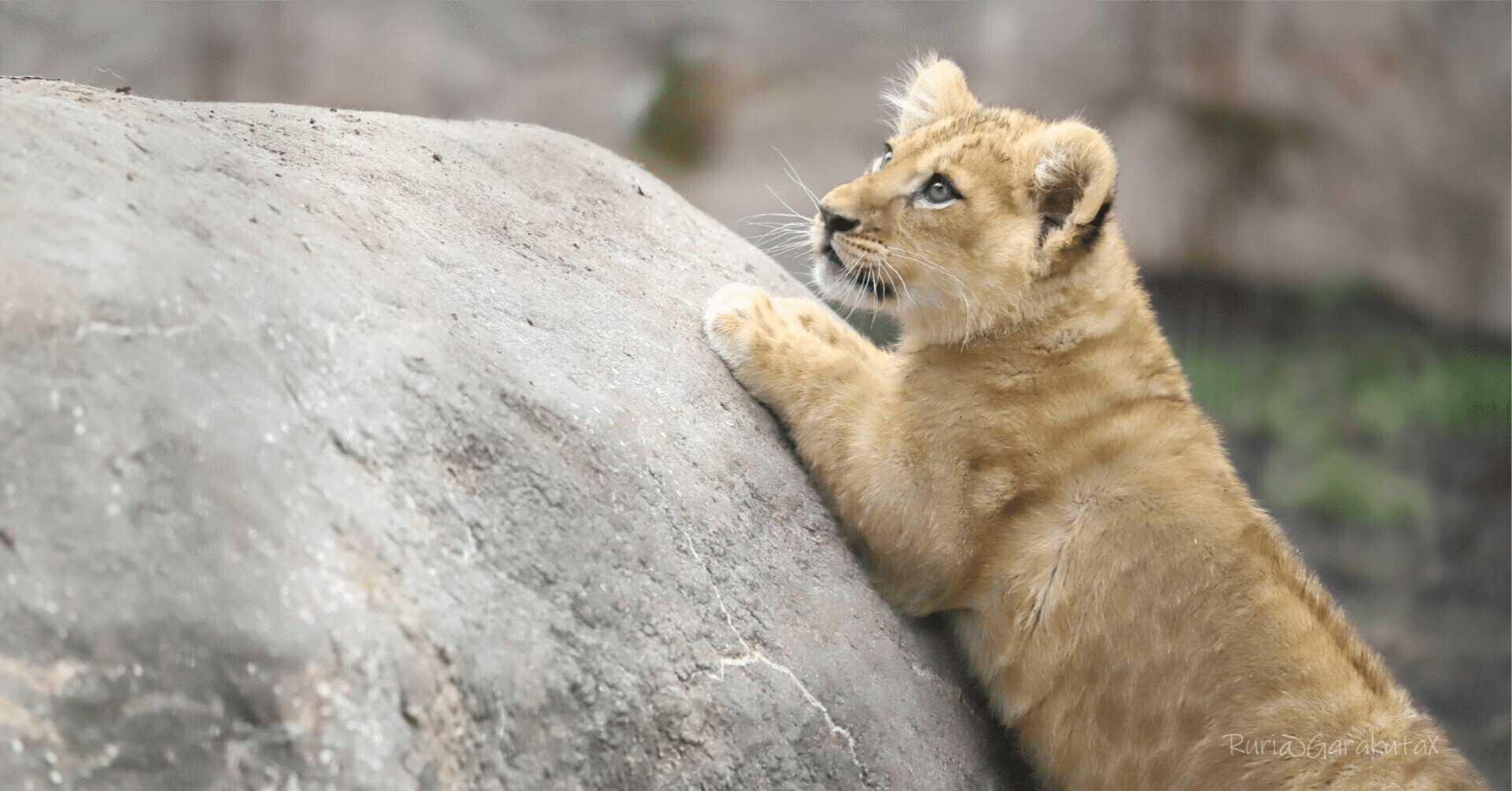 レア コレクション 1994ウォルトディズニー ライオンキング オルゴール