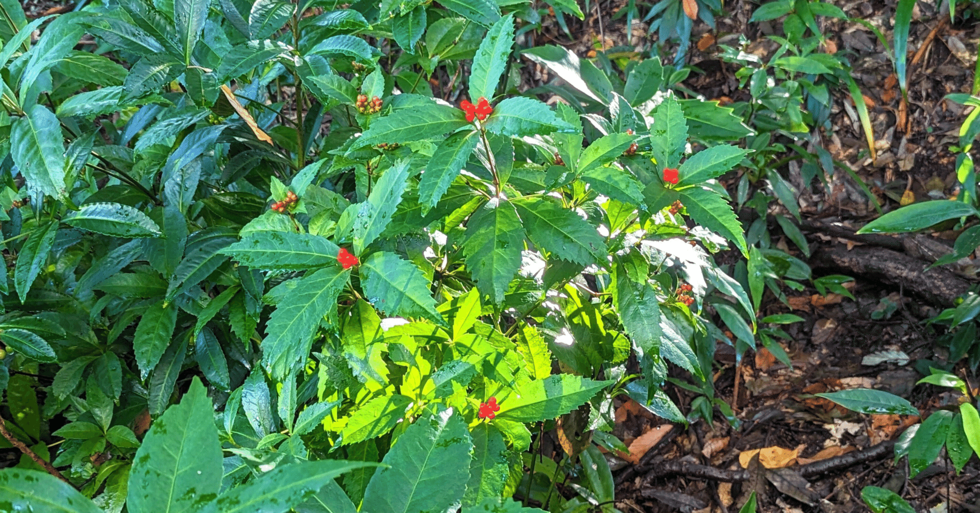 12月2日、11月29日ソフトフロント83円、メディシノバ294円。メディシノバは、やはり先週の株価 爆下げは、機関投資家の超心理戦の株集めだった、今朝の気配が高い。ソフトフロントは、83円で終わったが、｜kuronekomarimo