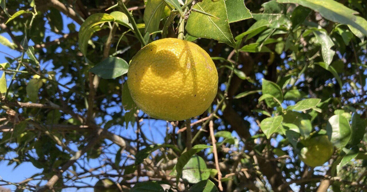 柚子さま専用　リピート割引　おまとめ割引 柚子さま♡ 柚子さま専用 リピート割引 おまとめ割引