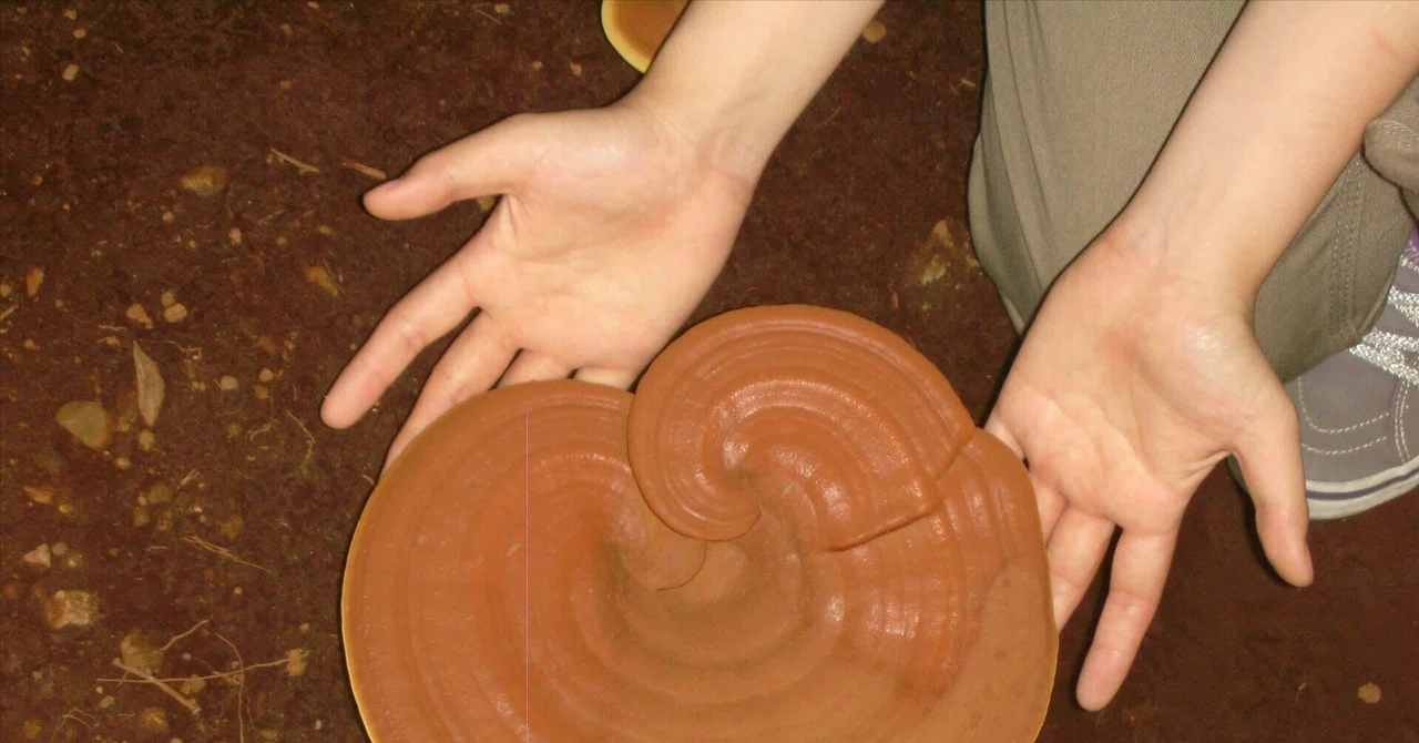 霊芝の効果と効能に関する総合ガイド｜株式会社上薬研究所