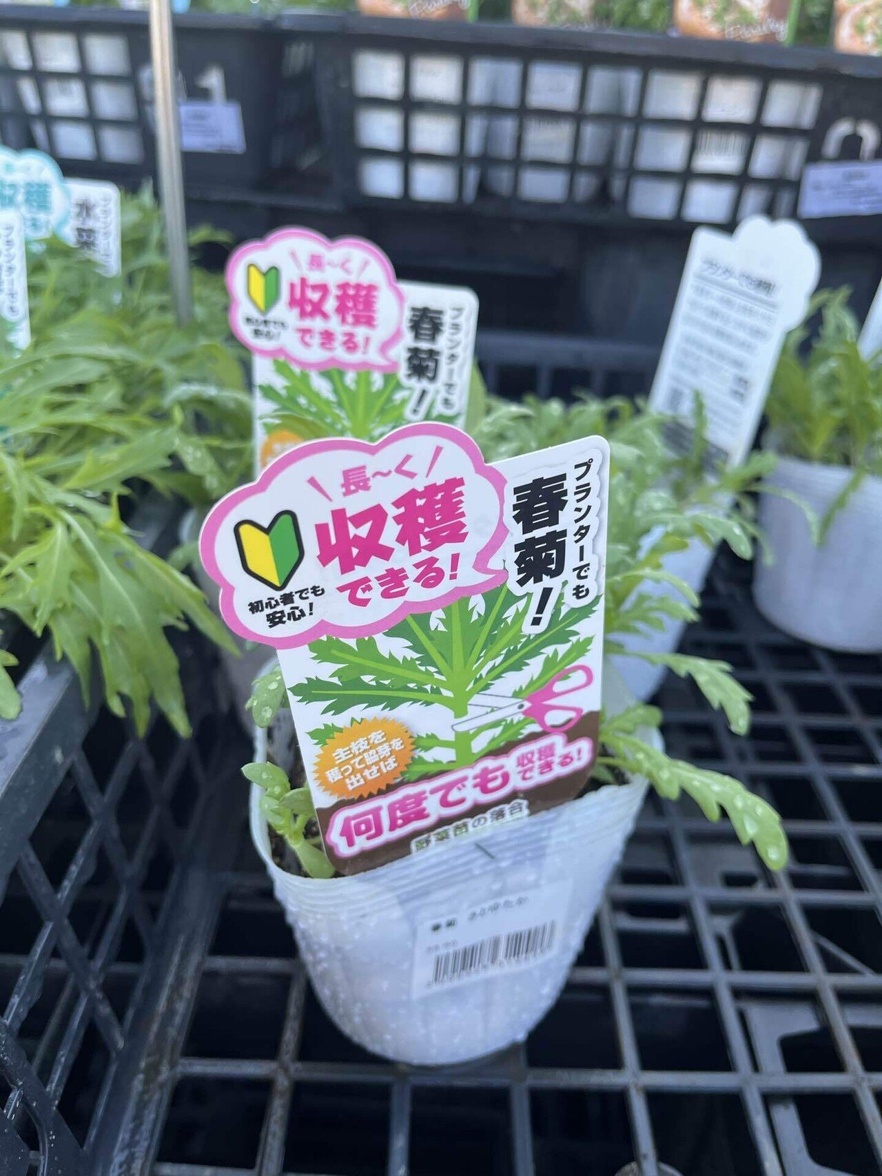 3種の苗を定植、それと種まき｜緑黄色YuKi