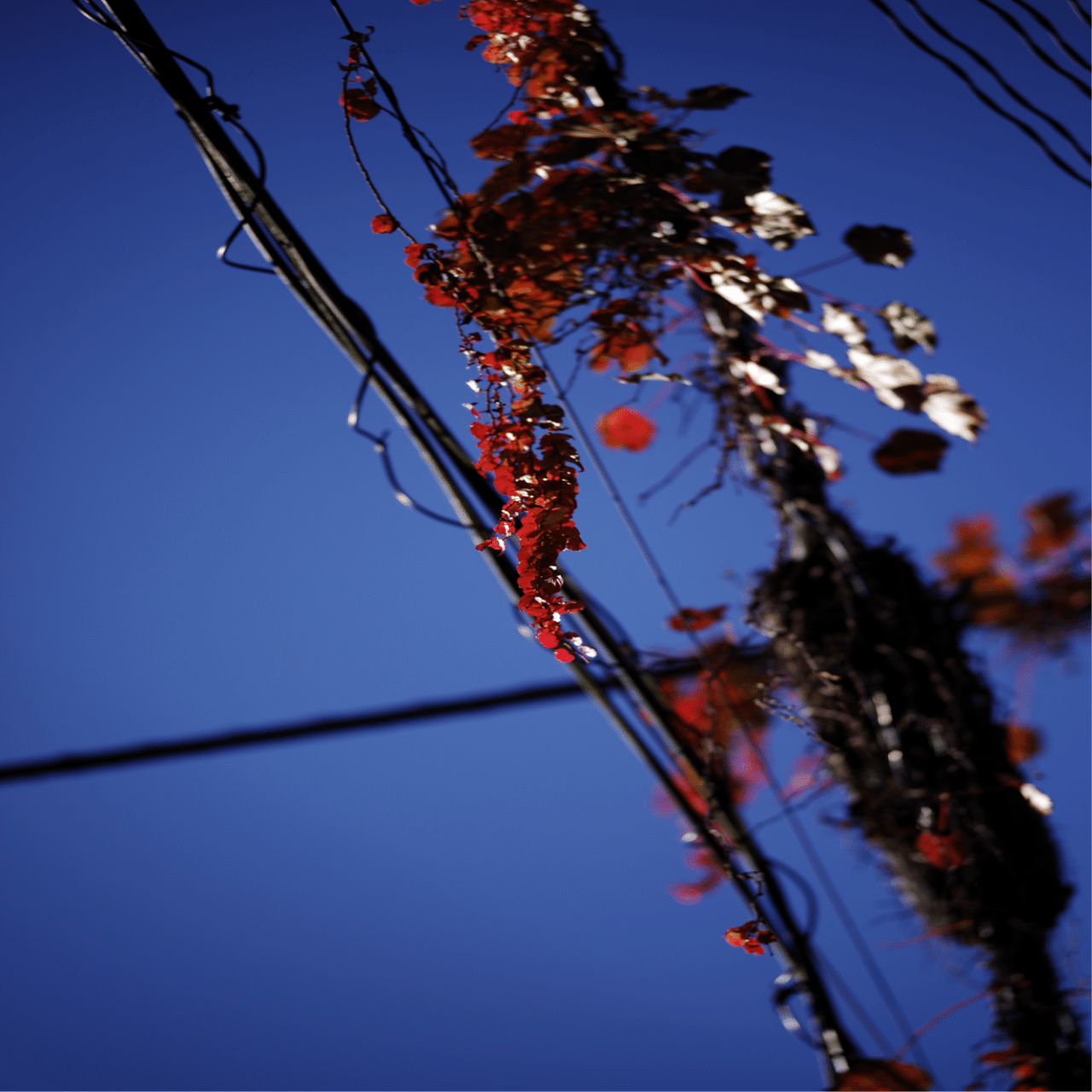 SAMYANG 135mm F2.0 ED UMC」と写真と私｜Aki Yamaki