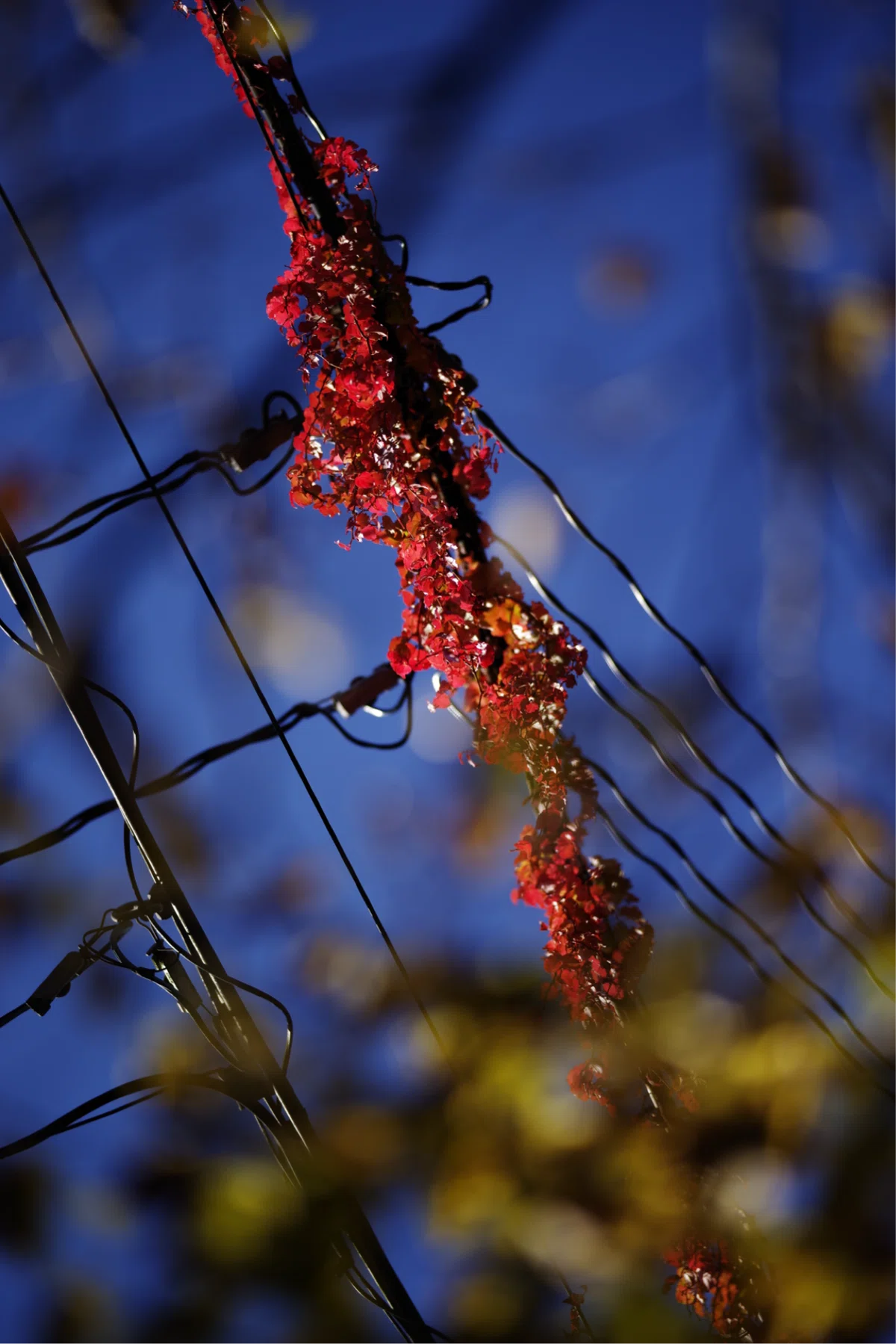 SAMYANG 135mm F2.0 ED UMC」と写真と私｜Aki Yamaki