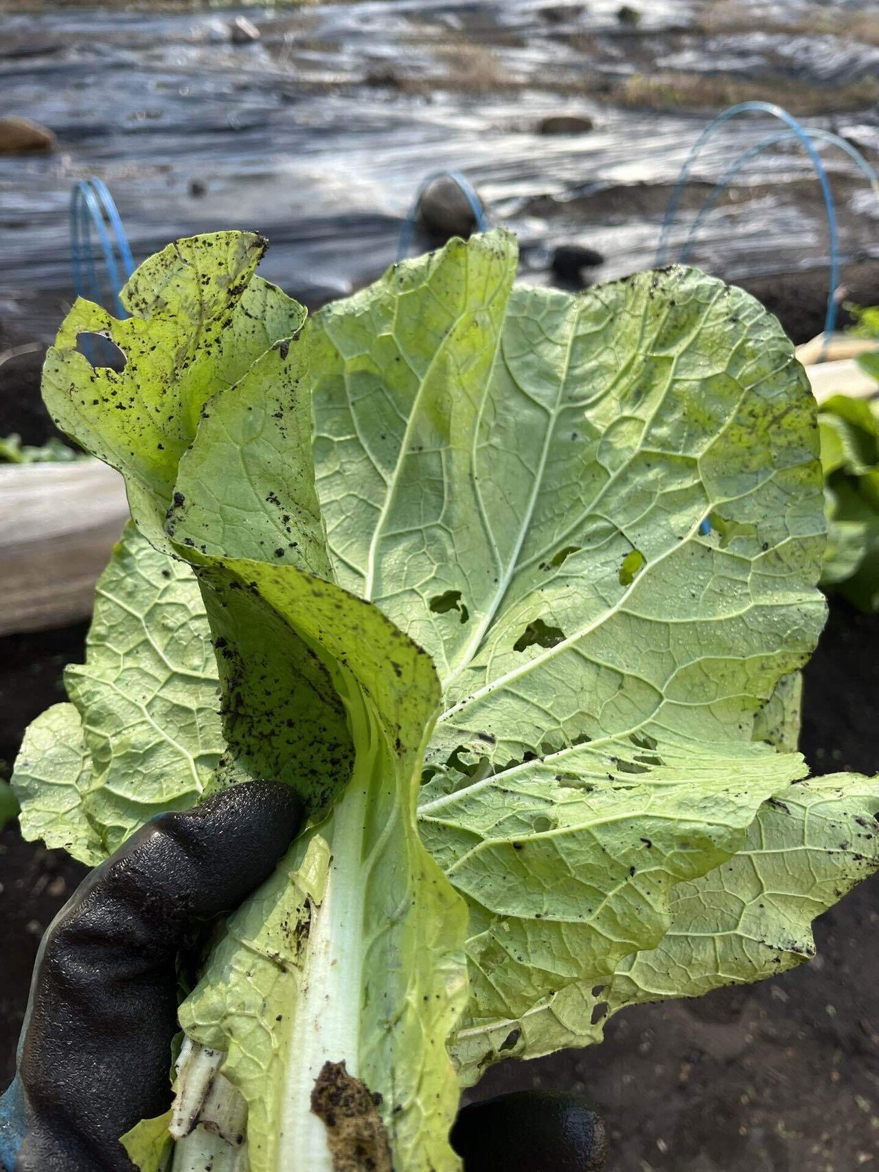 農業初心者🔰GPTsに育ちかけの白菜の外葉を食べて良いか聞いてみた｜岸