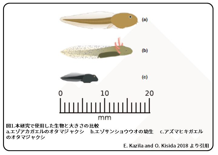 外来生物アズマヒキガエルの影響 エサとしての外来生物 論文紹介 簡易版 かわいせーざん 基礎研究っておもしろい 生物編 Note