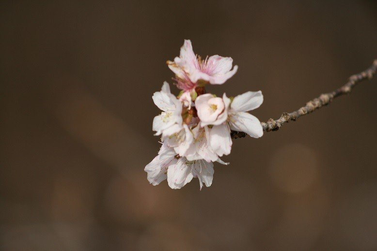 桜狂い咲き2019.11.29