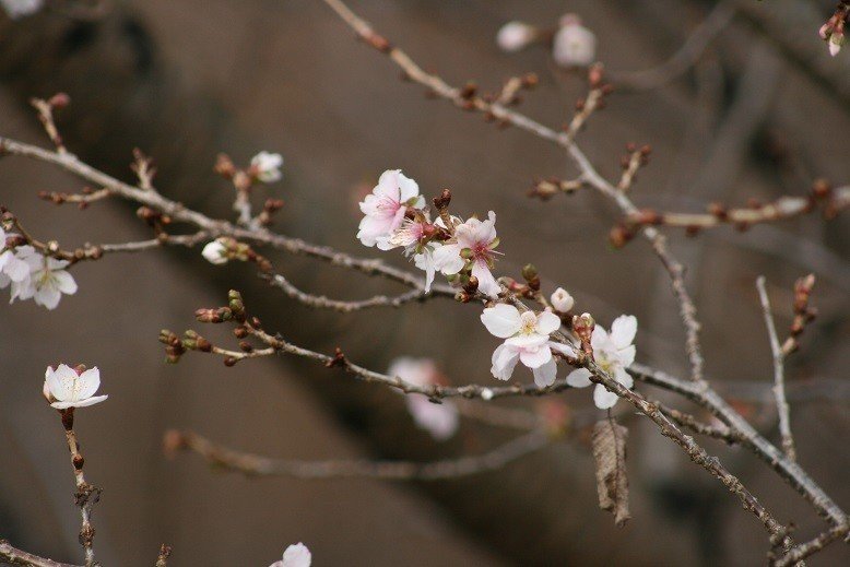 桜狂い咲き_2019.11.29